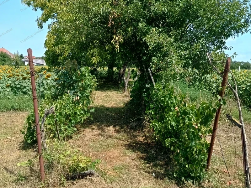 Alsóberecki