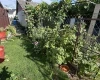 Pécs